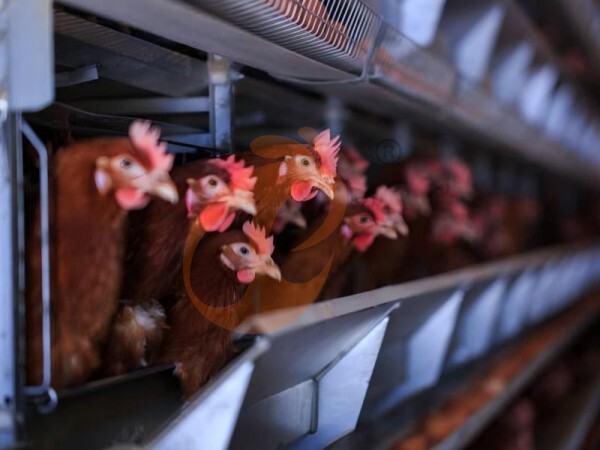 What Is The Best Watering System For An A-Type Chicken Cage For Poultry In Ethiopia? 4 Reliable Options