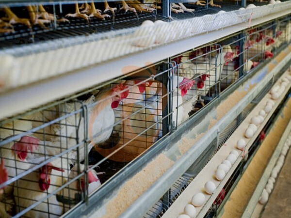 Pellet Machine Vs Feed Mixer In Ethiopia | Which Is Better For Farms?