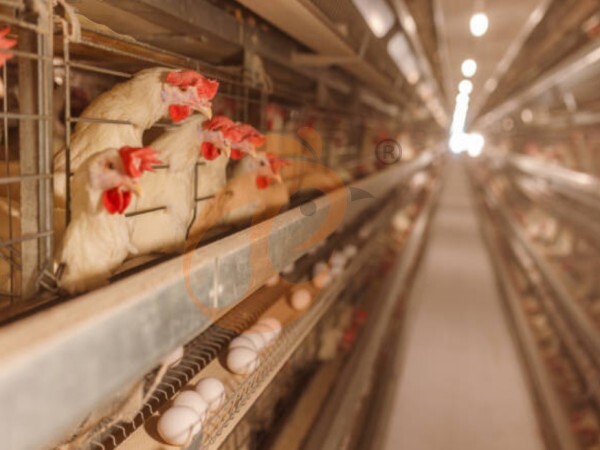 Why High-Density H Type Chicken Cages Improve Space Efficiency In Nigerian Farms?