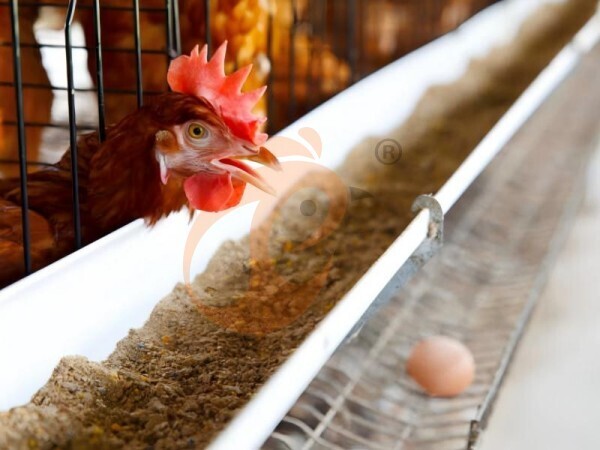 Pellet Machine Safety Ethiopia | 6 Essential Tips For Poultry Farms