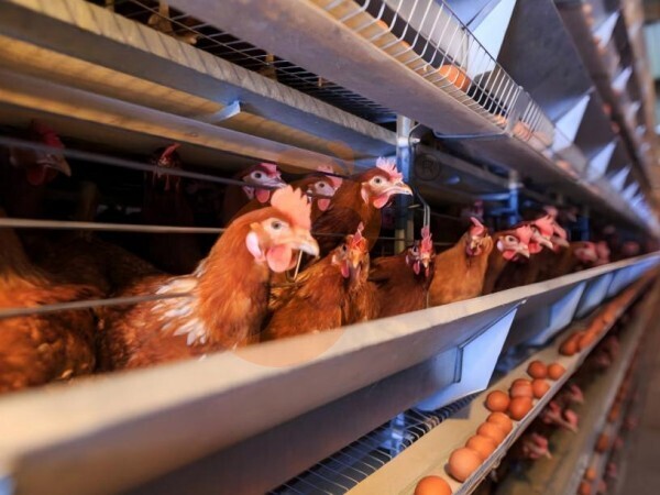 A Type VS H Type Battery Cages In Nigerian Farms | Price & Efficiency Comparison