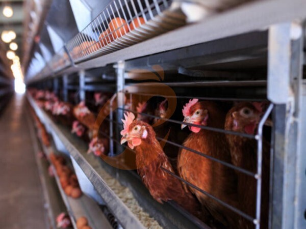 Pellet Machine Operation In Ethiopia | 7 Steps To Maximize Feed Production