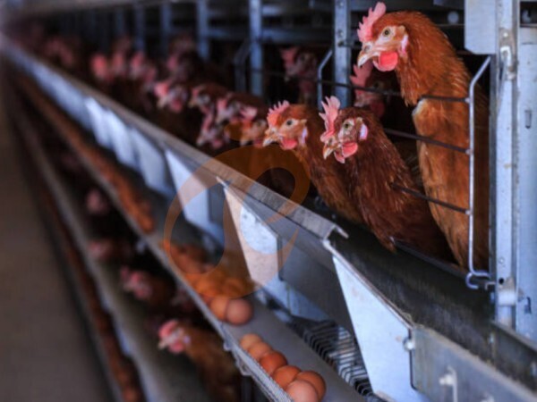 Nigeria Battery Cage: How To Install A System From Planning To Production