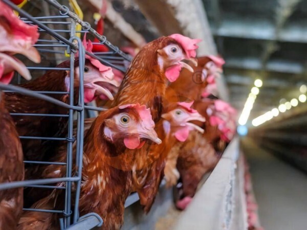 A Type Vs H Type Chicken Cages | Price & Efficiency Comparison For Ethiopian Farms