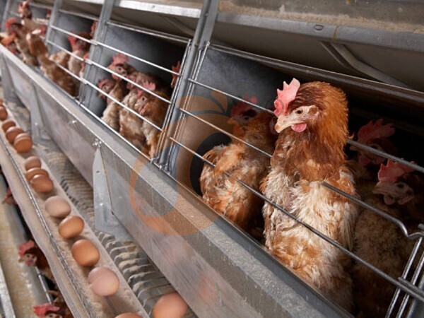 How To Plan High-ROI Nigeria Poultry Farm Equipment Purchase