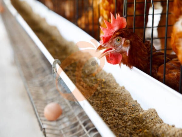 What Are The Key Advantages Of Automatic Ethiopian H Type Chicken Cages?