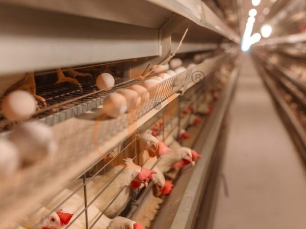 5 Powerful Tips To Optimize Egg Production With Battery Cage Systems: Increase 10–15%