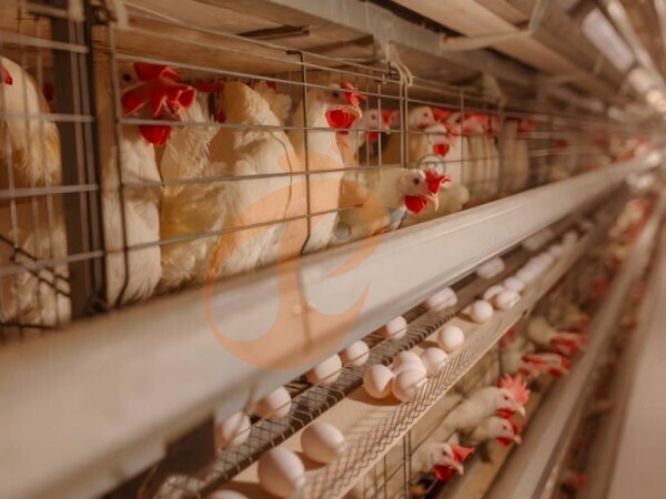 How Do Ethiopian H Type Chicken Cages Support High-Density Layer Farming In Poultry Farms?