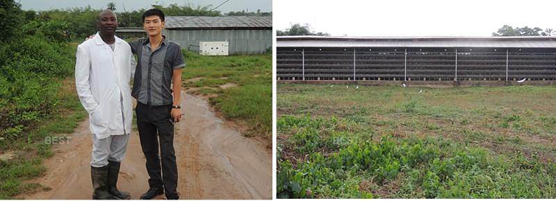 Nigeria poultry battery cage (5)(1).jpg