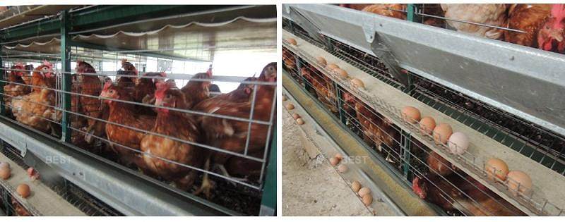 Nigeria poultry battery cage (5).jpg