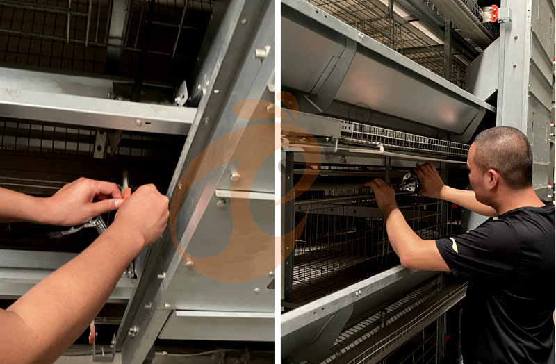 chicken cage poultry equipment installation (2).png