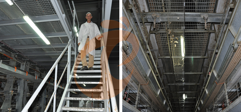 European poultry farm chicken cage (3).png