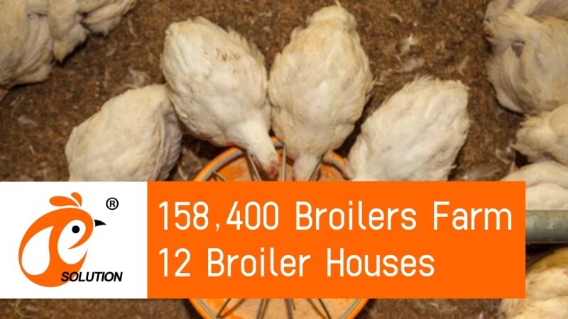 America 158,400 Broiler Poultry Farm, 4 Broiler Houses, Broiler Deep Litter System