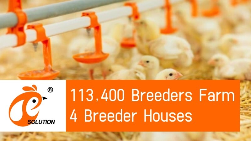 America 113,400 Breeder Poultry Farm, 4 Breeder Houses, Breeder Deep Litter System