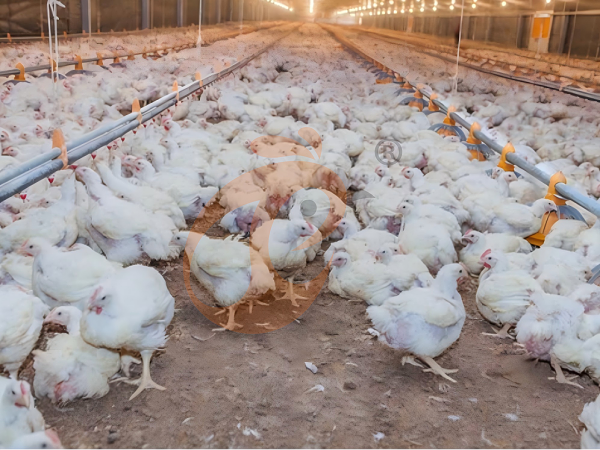 broiler poultry farm (7)(1) broiler poultry farm (7)(1)