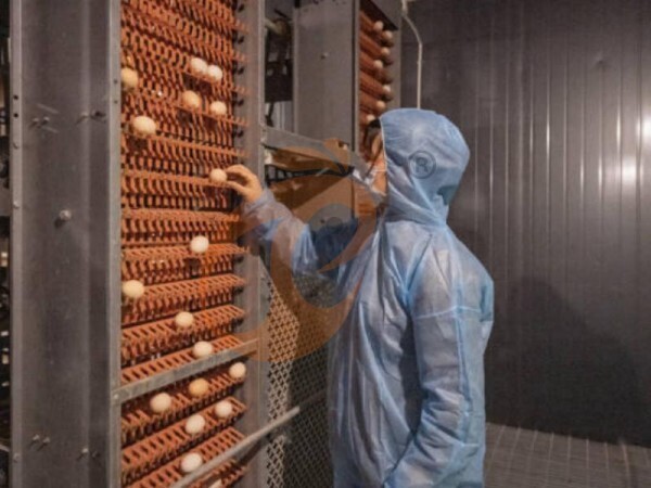 7 Simple Steps To Set Up Efficient Ethiopian H Type Layer Chicken Cage Systems