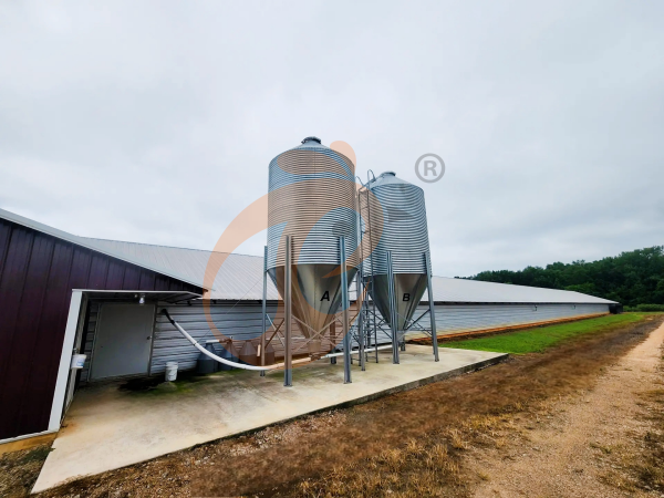 Feed Mixer For Ethiopian Chicken Farms | How To Choose The Best System