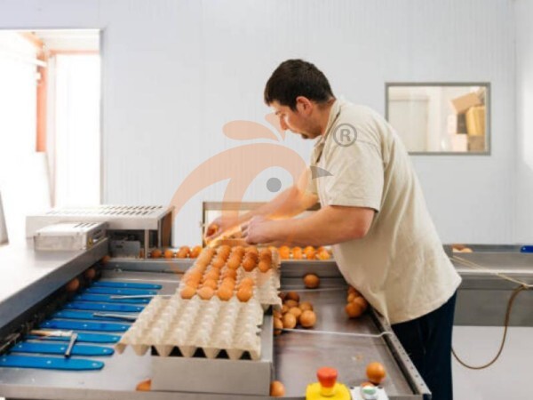 Installing Feed Mixers On Ethiopian Chicken Farms | 7 Easy Steps