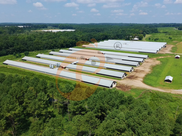 Ethiopia Chicken Farming Equipment List: 12 Machines Required For Poultry Farm Setup