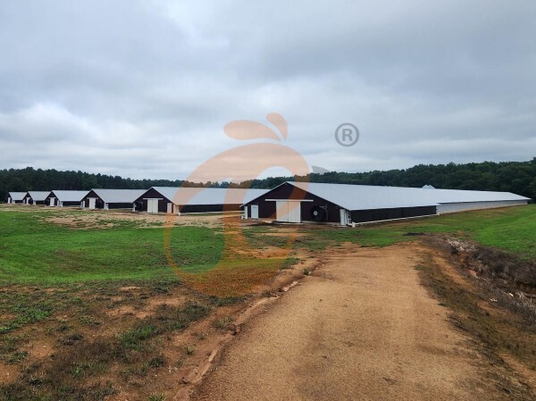 Deep Litter VS Battery Cage: What Are 5 Essential Differences Between These Systems