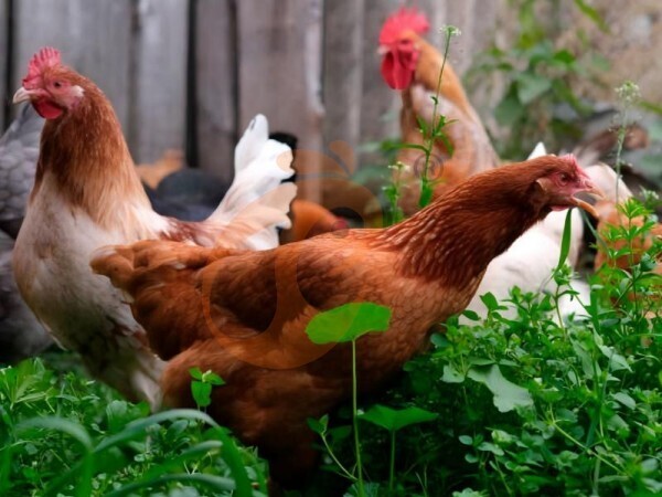 Layer Poultry Cage 2026: 5 Tips To Increase Egg Yield