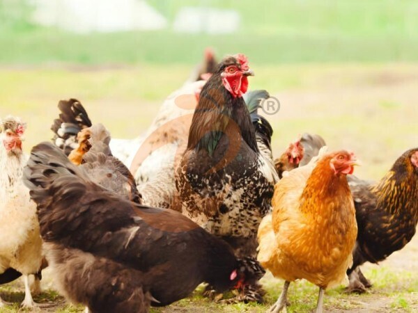 How To Choose The Right Ethiopia Poultry Equipment For Broilers, Layers & Chicks