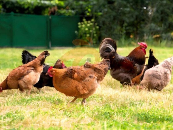 Deep Litter VS Battery Cage: How To Choose The Right Poultry Farming System 6 Practical Tips
