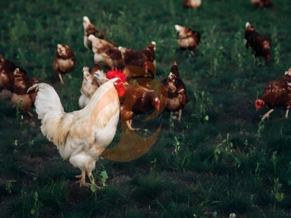 Nigeria Battery Cage: Cage VS Cage-Free – Which Is Better For Your Farm