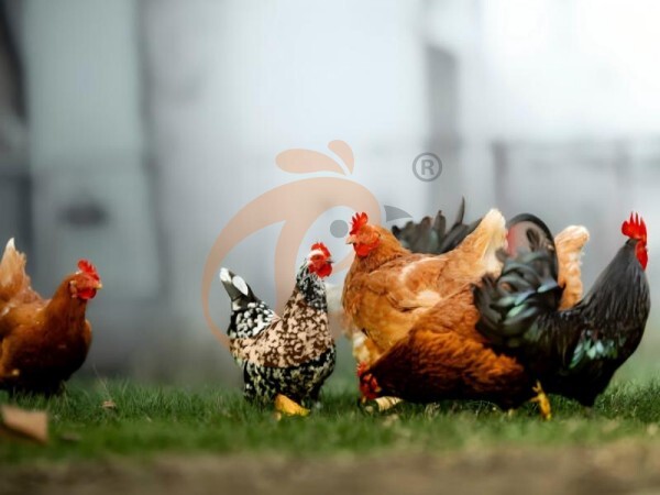 Complete Poultry Farm Equipment Buying Guide: Price, Brand & Hot Demand Equipment Analysis