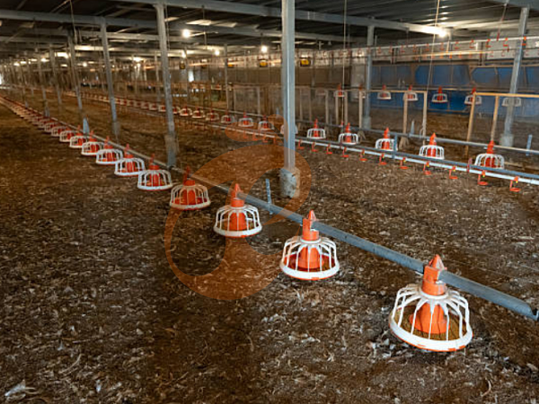 deep litter system (2)