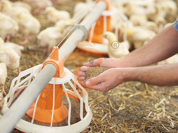 deep litter system (4)