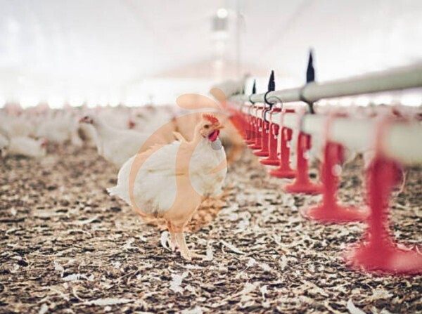 deep litter system (4)