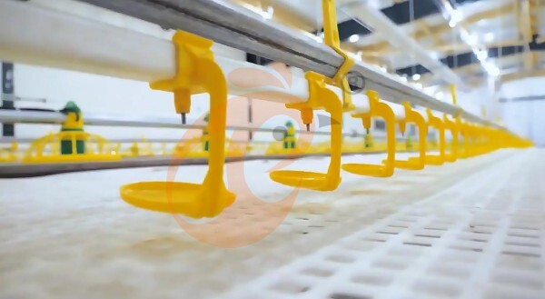 broiler slatted floor system (12)