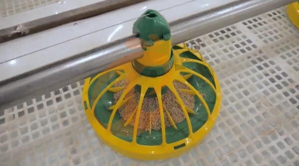 broiler slatted floor system (9)