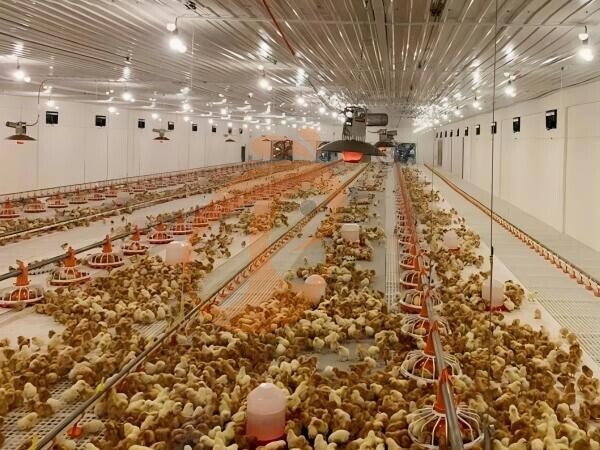 poultry slatted floor system (4)