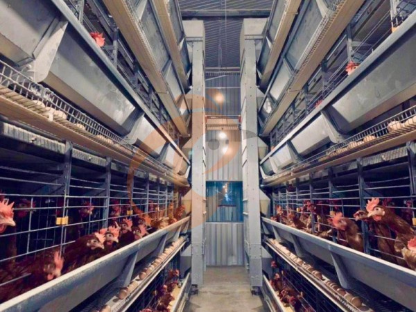 H A chicken battery cage for layers in poultry farm (2)
