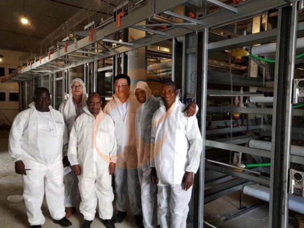 Why Choose H Type Layer Cage Systems For Commercial Chicken Farms