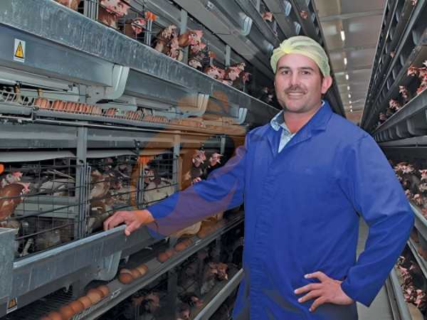 H Type Battery Cages For Sale | 5 Key Buying Factors & Price