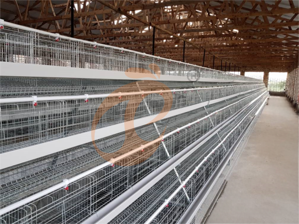 battery cage price for layer chicken in poultry farm (22)