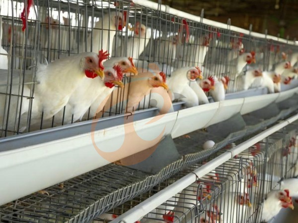 How Much Does An A Type Battery Cage Cost For Poultry Farm? 5 Price Ranges