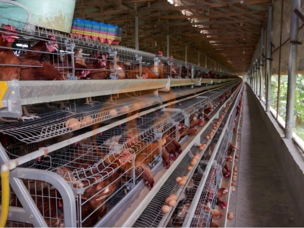 A H layer chicken battery cage price in poultry farm (36)