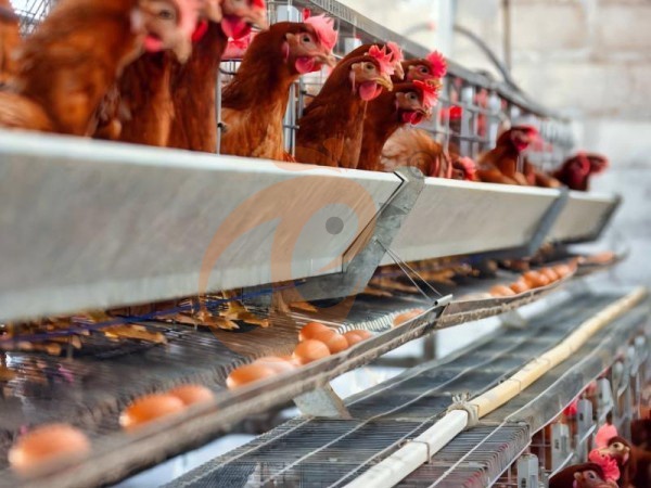 A H layer chicken battery cage price in poultry farm (57)