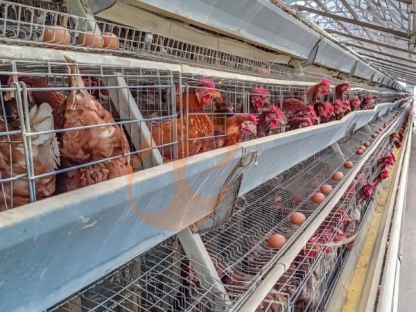A Type Vs H Type Battery Cages | Price & Efficiency Comparison