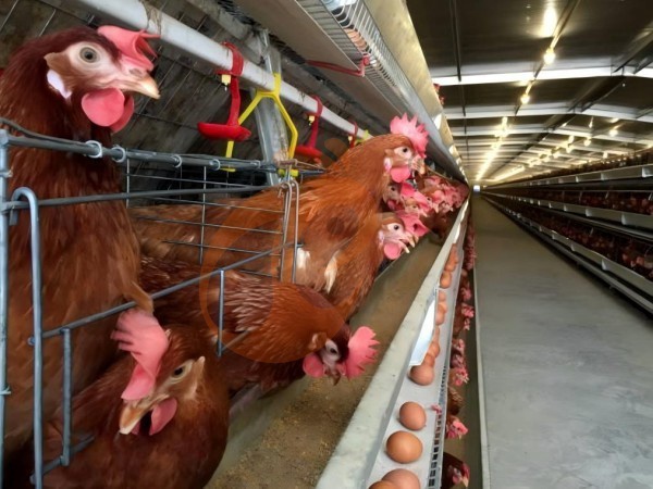 How To Choose Layer / Battery Cage Systems | 6 Practical Steps & Price Guide