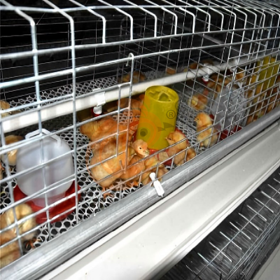 Day old chicken cage design (2)
