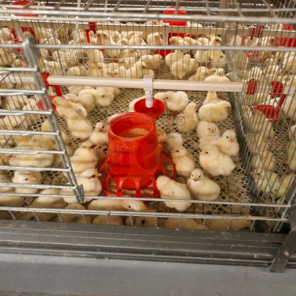 Brooder chicken cage4