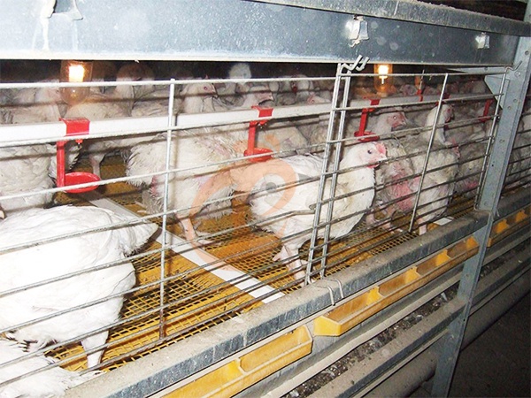 Broiler Cage3 (1)