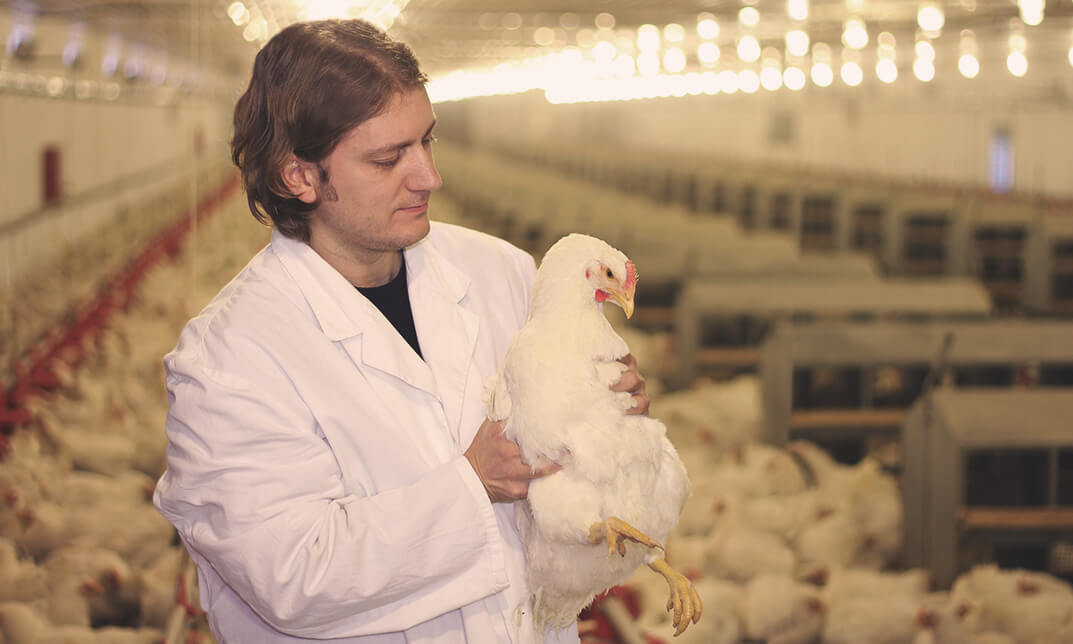 Poultry farming in a controlled environment for 35,000 broilers poultry farm