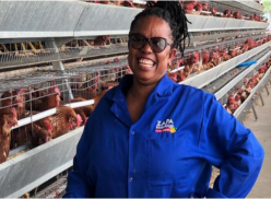 Management of laying hens in battery cage system