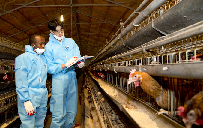 The role of A-Frame cage with  manure removal belt in a poultry farm